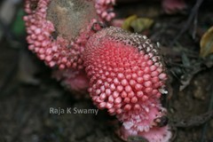 Balanophora fungosa subsp. indica